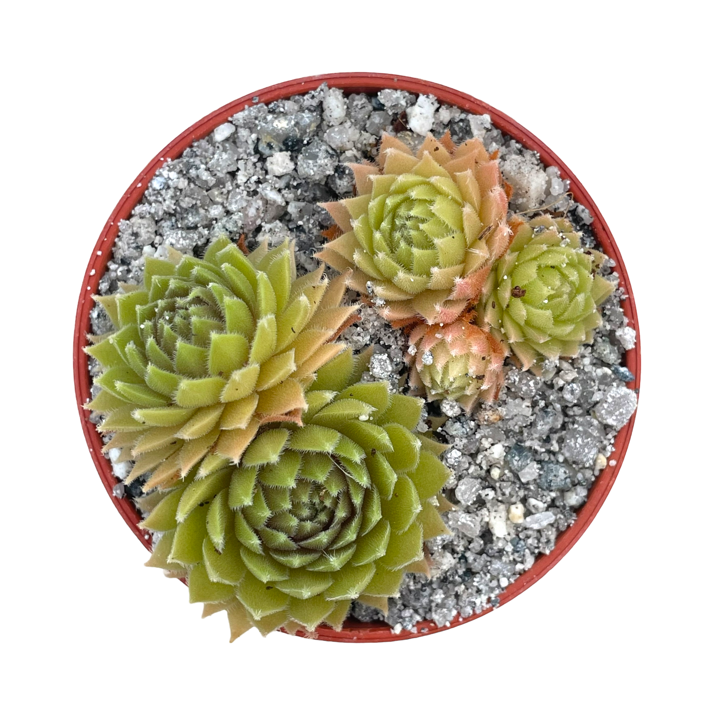 Sempervivum 'Passionata'