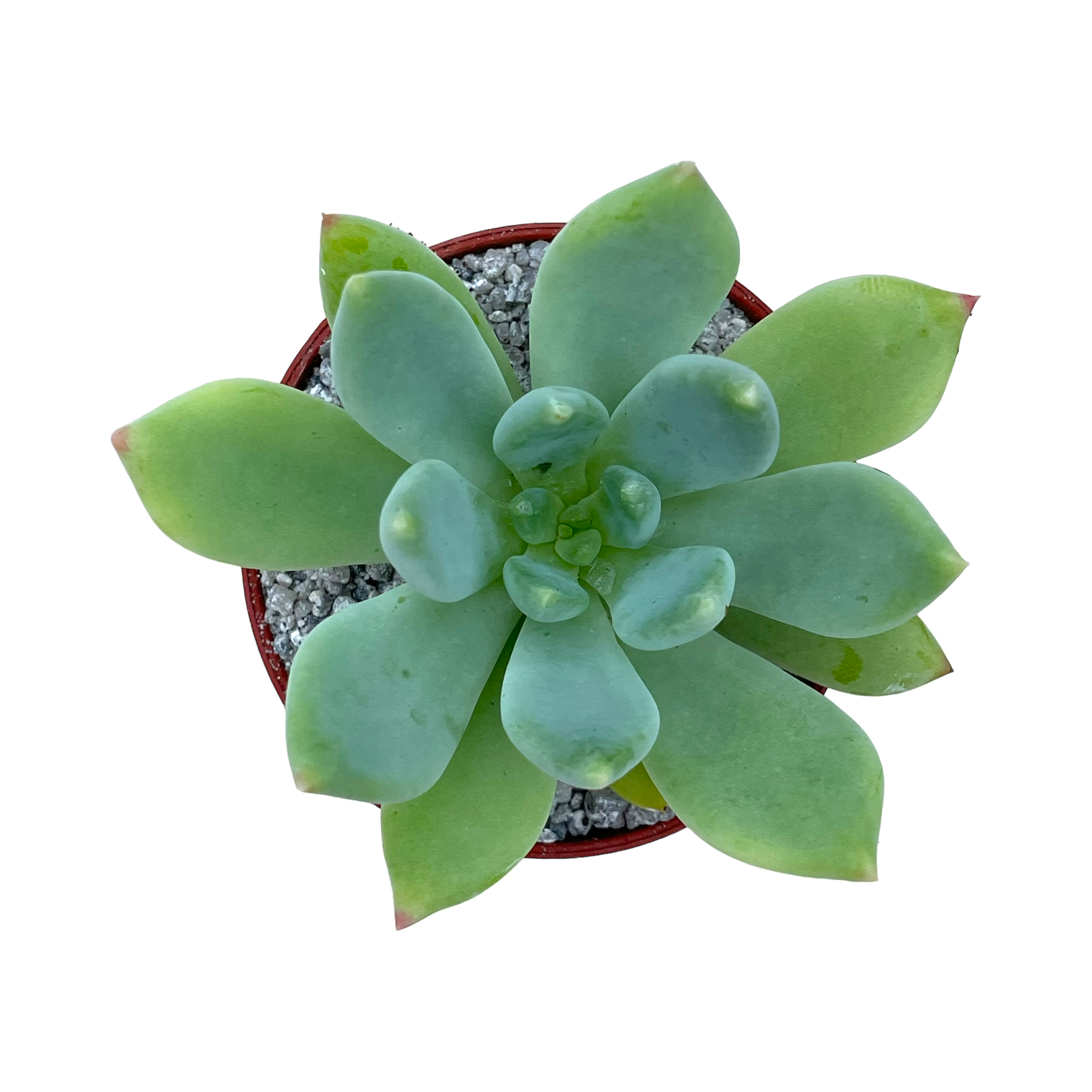 draco succulent Echeveria 'Draco' – Surreal Succulents