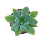 Echeveria 'Draco'