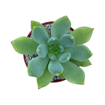 Echeveria 'Draco'