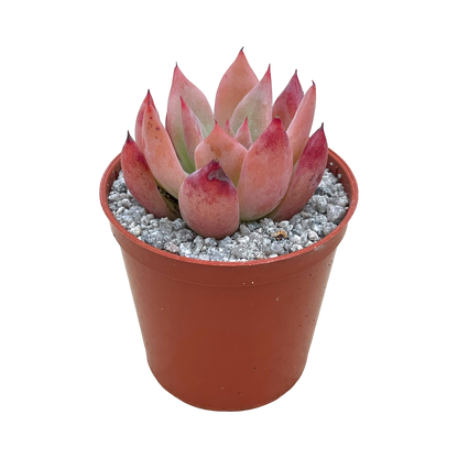 Echeveria colorata f. lindsayana