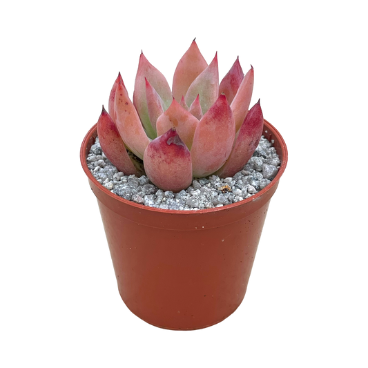 Echeveria colorata f. lindsayana