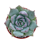 Echeveria colorata f. colorata