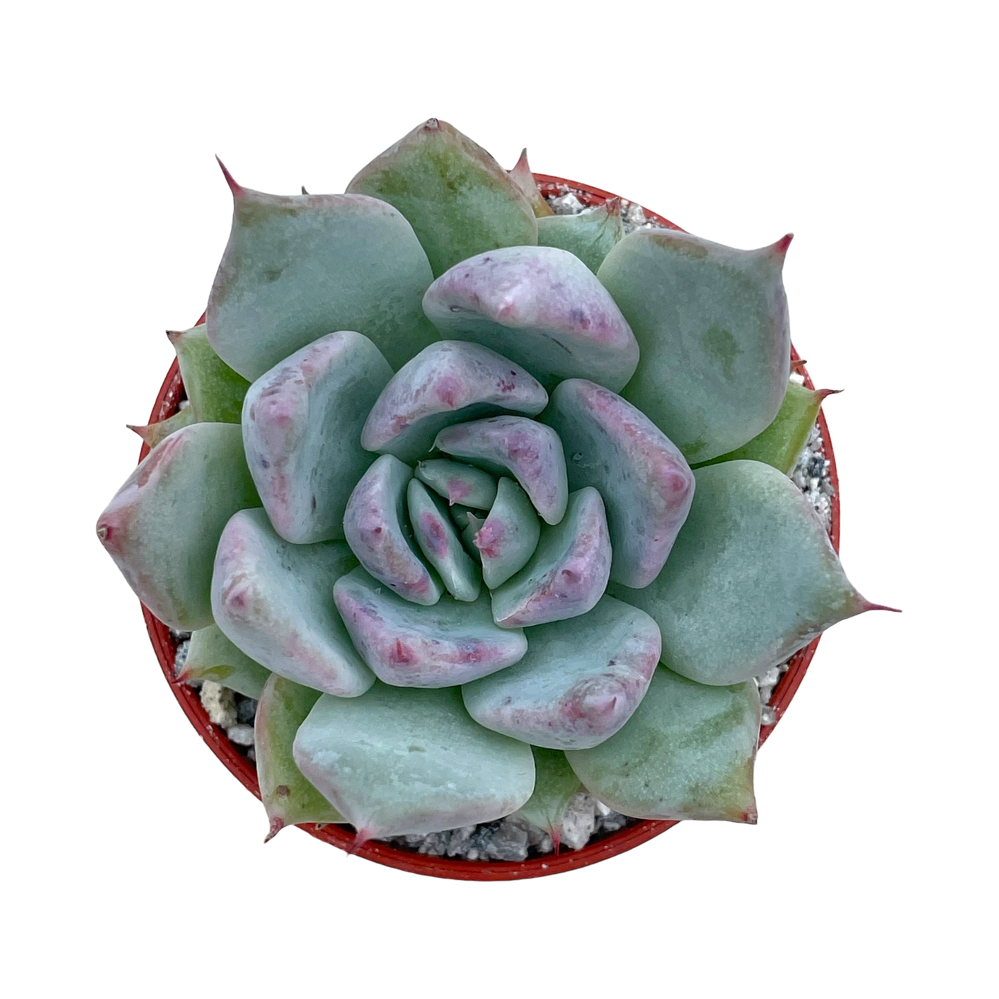 Echeveria colorata f. colorata