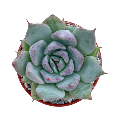 Echeveria colorata f. colorata