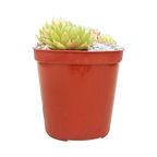 Sempervivum 'Passionata'