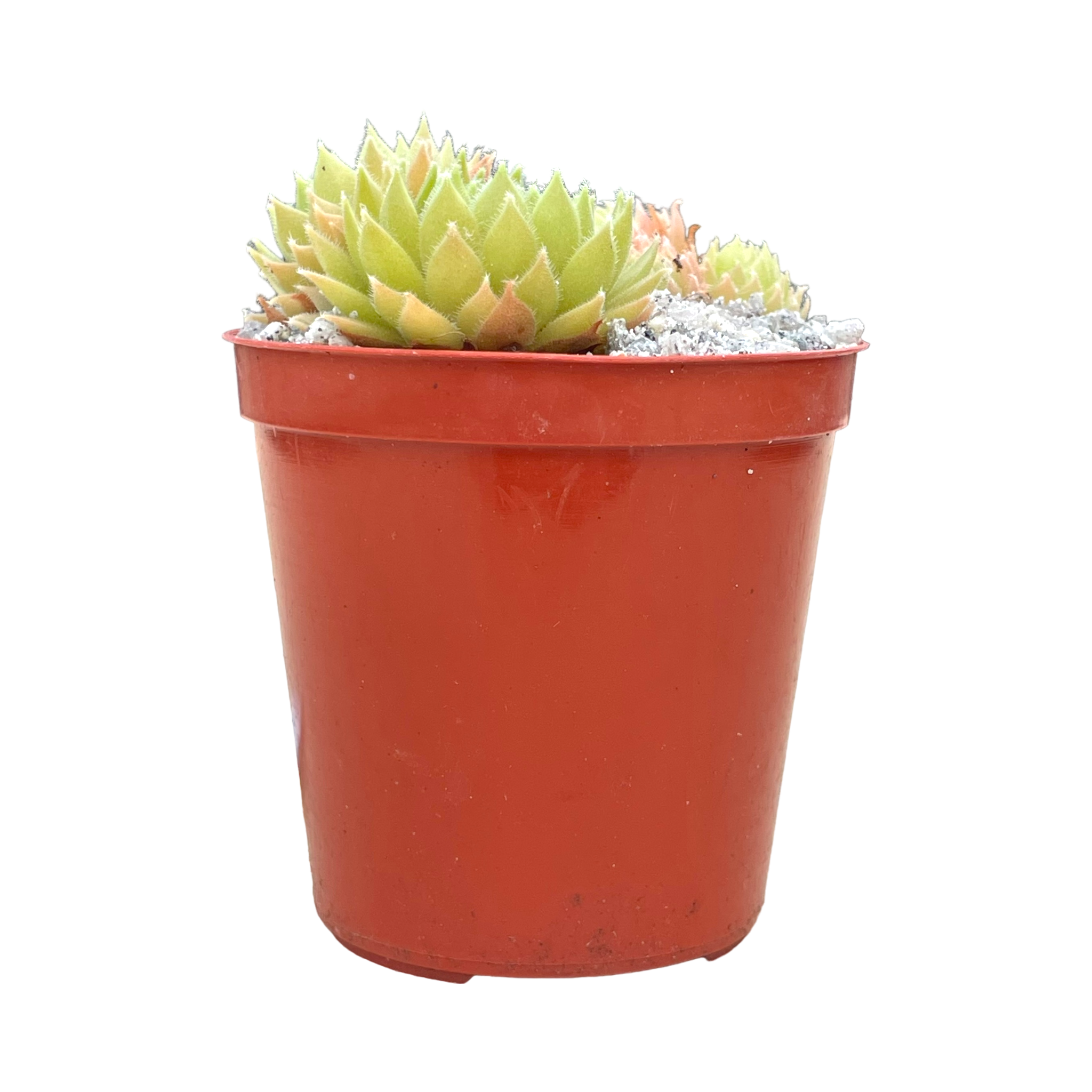 Sempervivum 'Passionata'