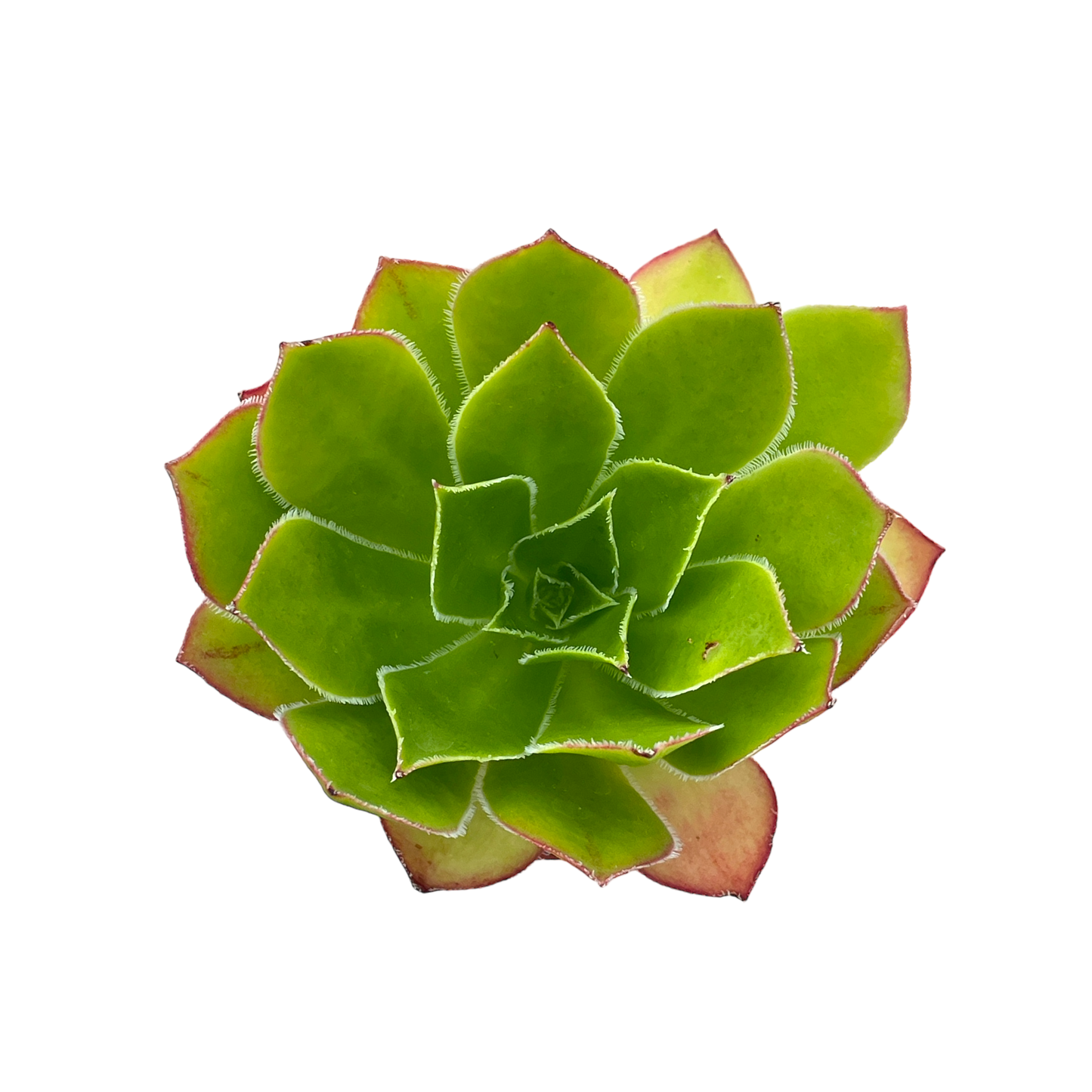 Aeonium 'Maximus'