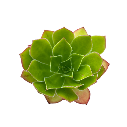 Aeonium 'Maximus'