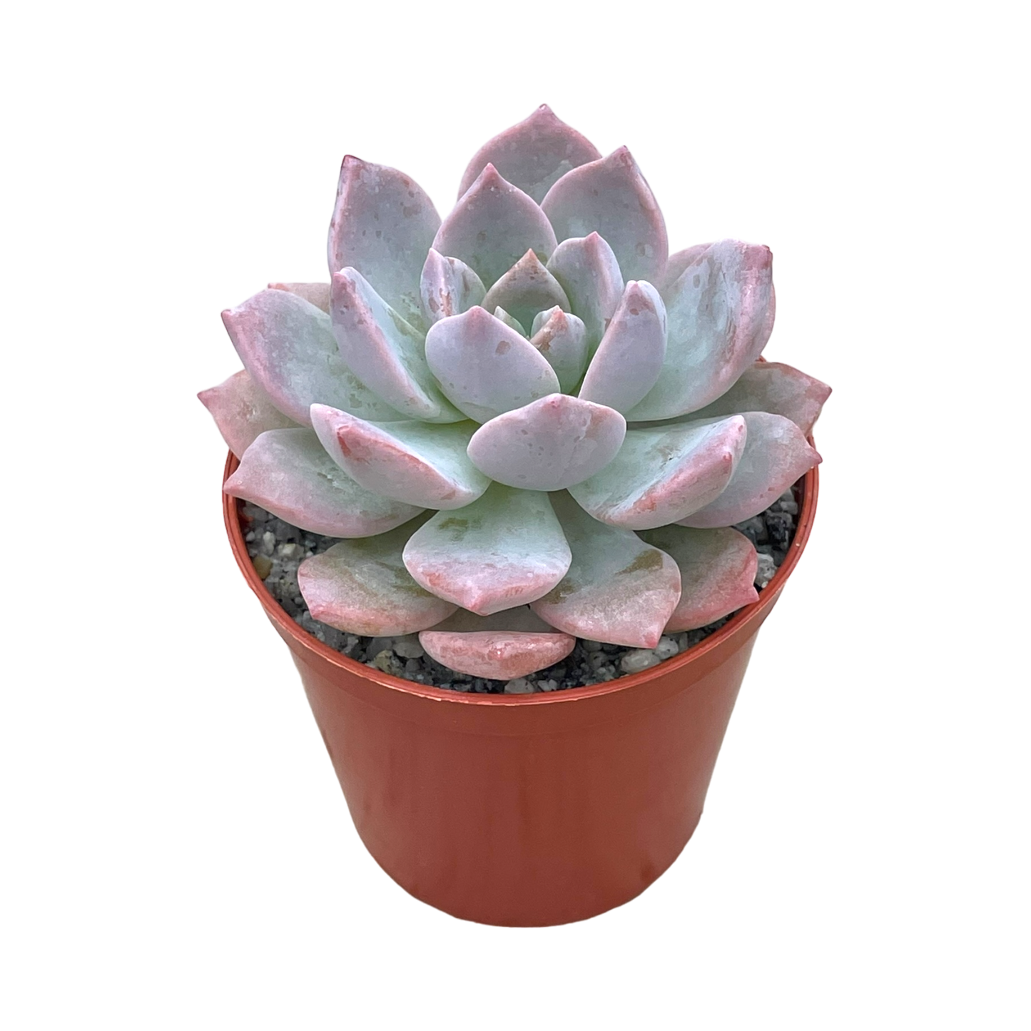 x Graptoveria 'Milky Way'