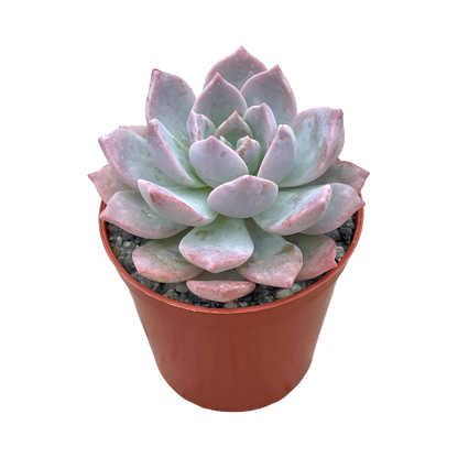 x Graptoveria 'Milky Way'