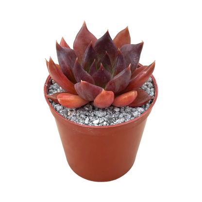 Echeveria 'Chocolate'