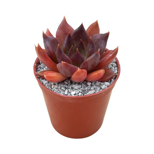 Echeveria 'Chocolate'