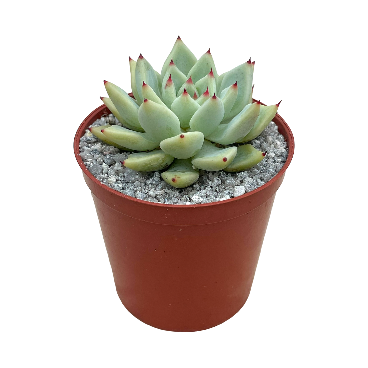 Echeveria cuspidata var. zaragoza