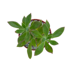 Echeveria harmsii | Plush Plant
