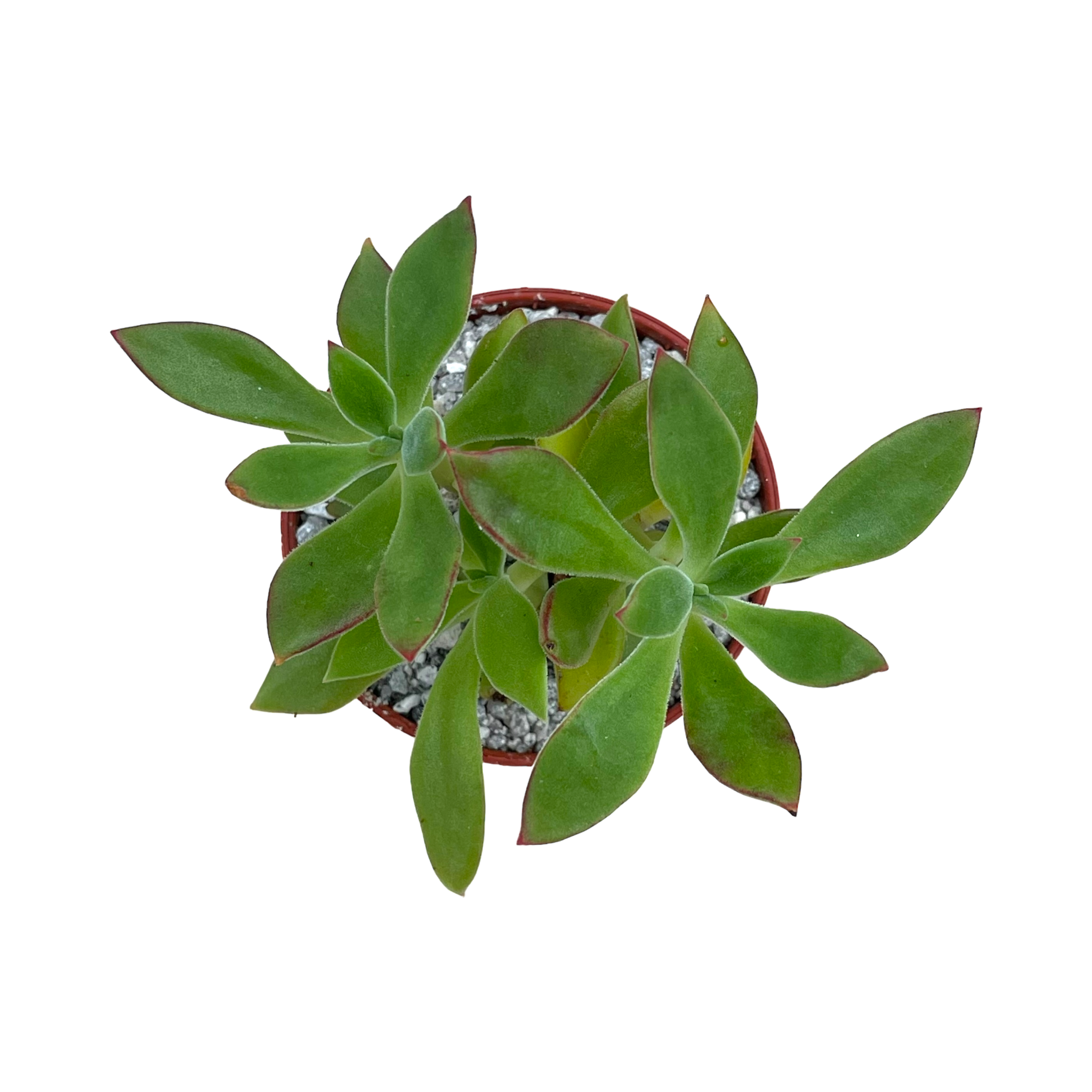 Echeveria harmsii | Plush Plant