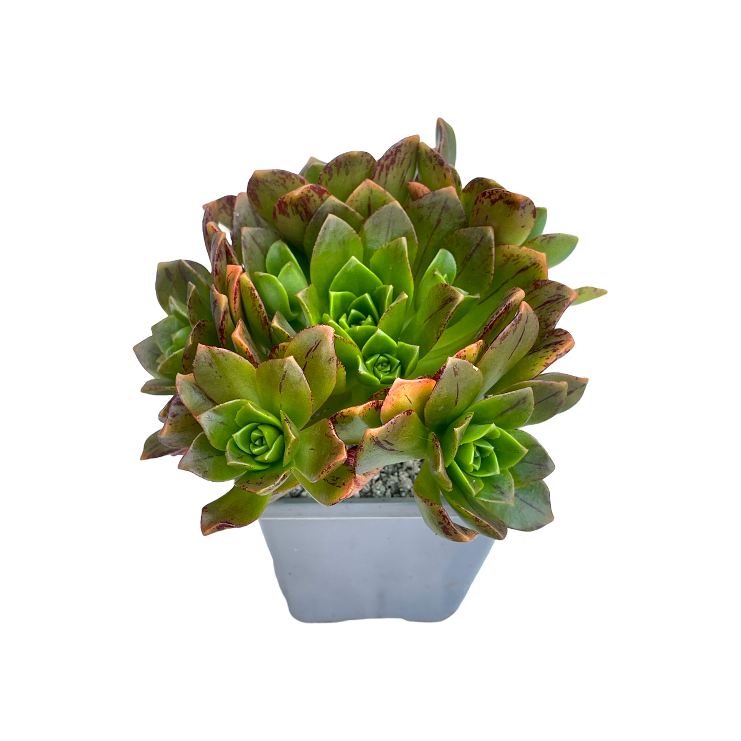 Aeonium 'Bronze Medal'