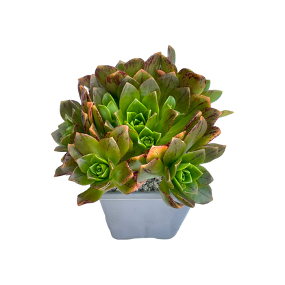 Aeonium 'Bronze Medal'