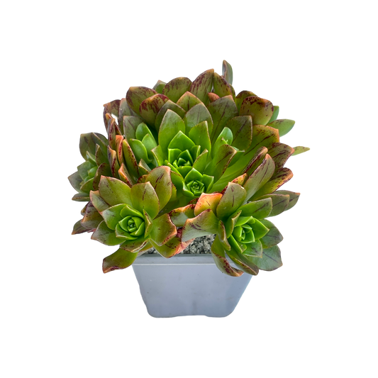 Aeonium 'Bronze Medal'