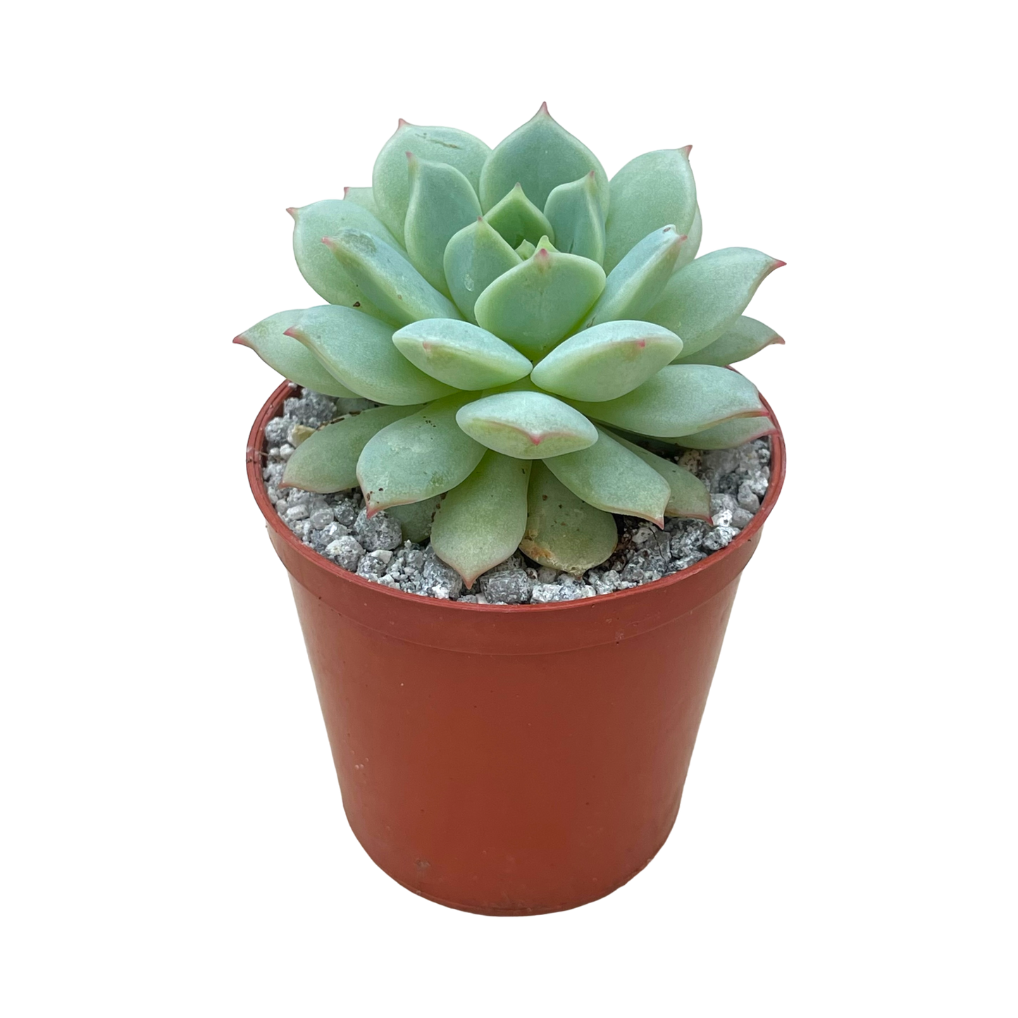 Echeveria derenbergii