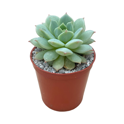 Echeveria derenbergii