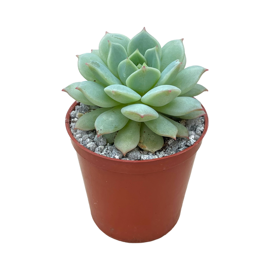 Echeveria derenbergii