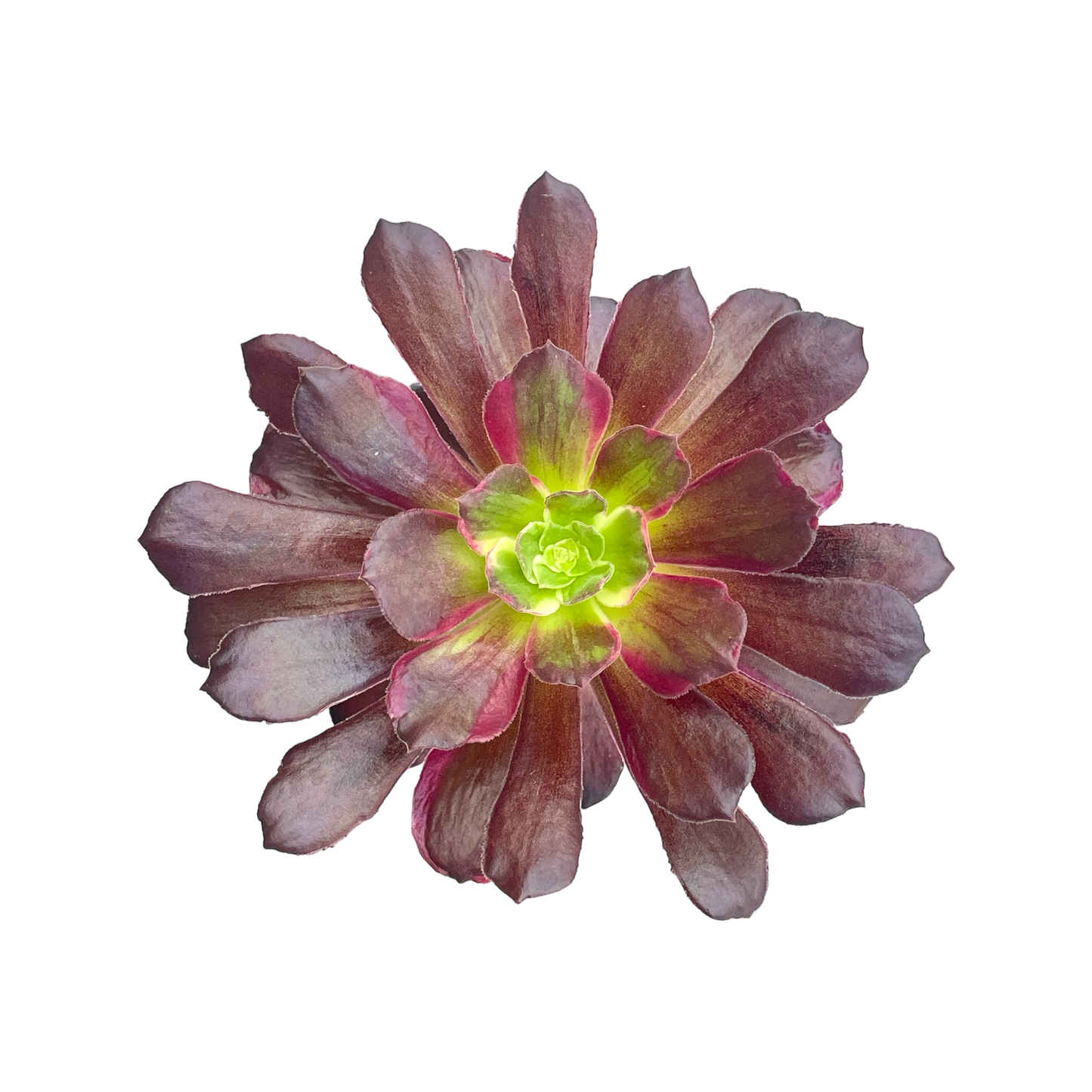 Aeonium 'Eden'