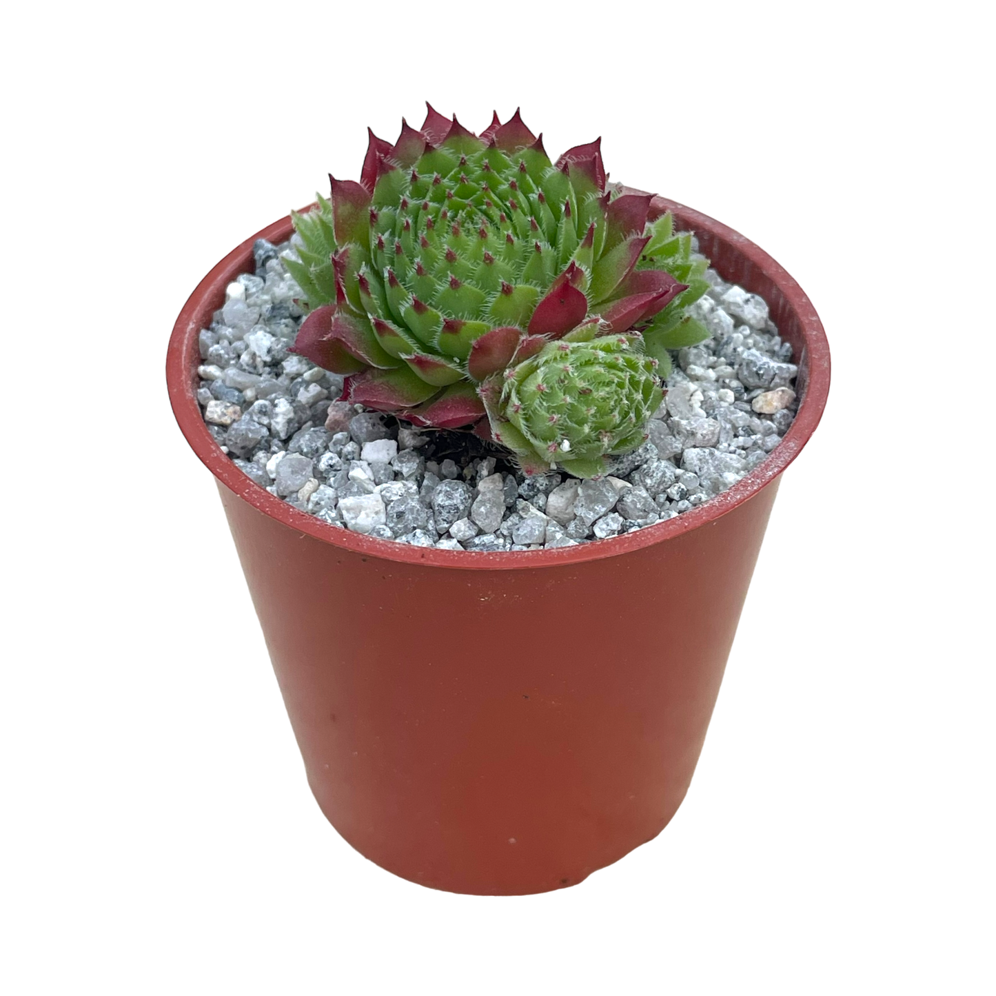 Sempervivum 'Green Dragon'