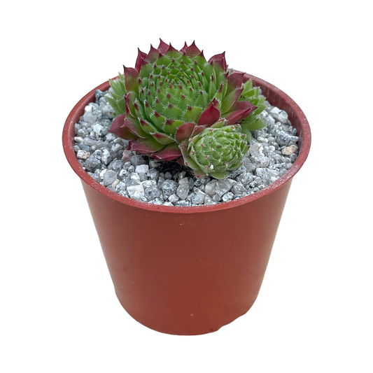 Sempervivum 'Green Dragon'