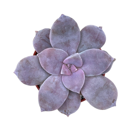 Graptopetalum petandrum subsp. superbum