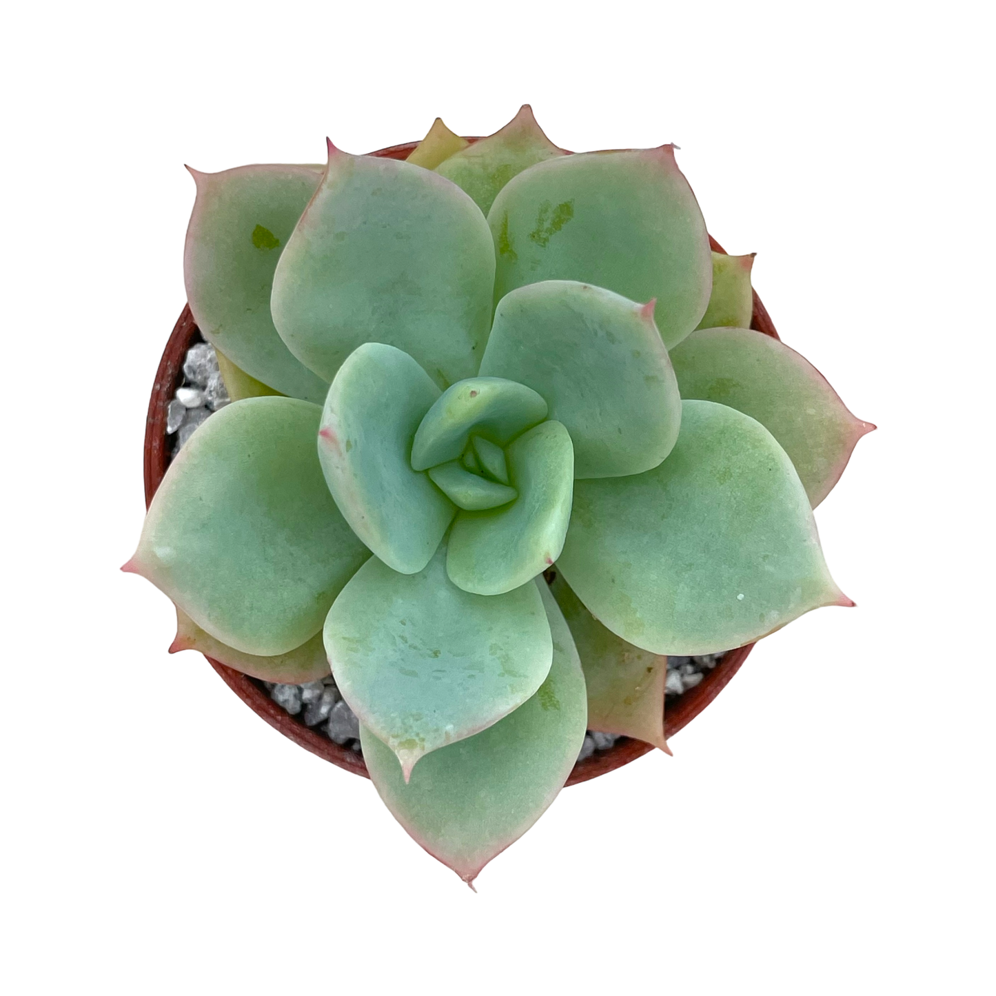 Echeveria 'Neptune'