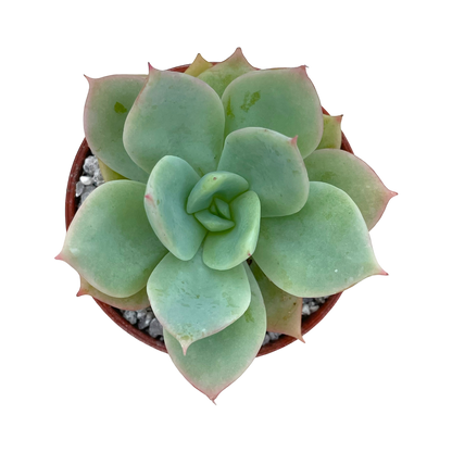 Echeveria 'Neptune'