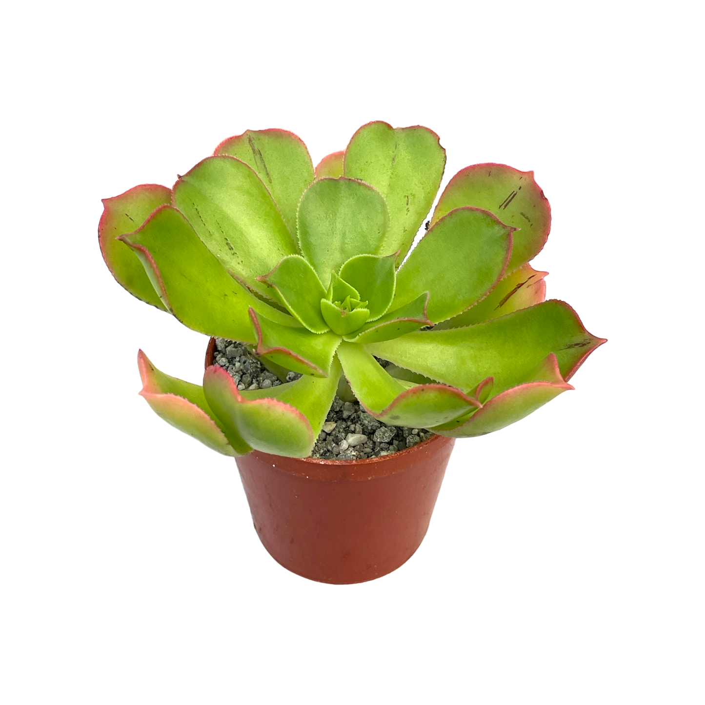 Aeonium percarneum