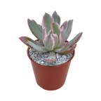 Echeveria hoveyi variegata