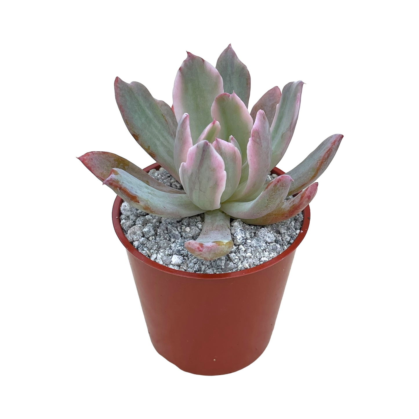 Echeveria hoveyi variegata