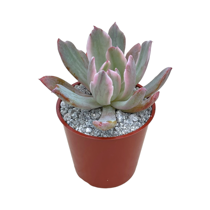 Echeveria hoveyi variegata