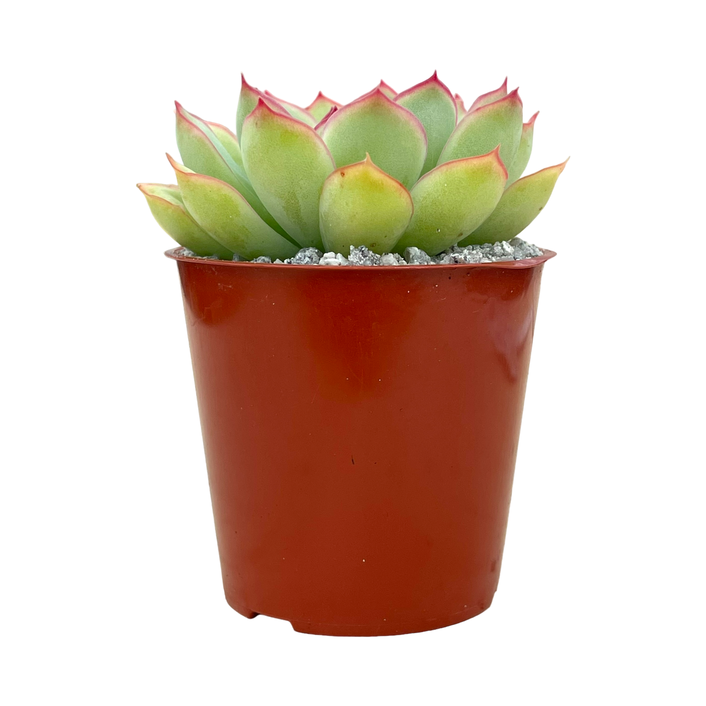 Echeveria pelusida