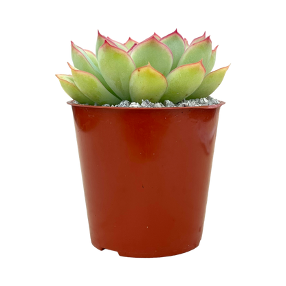 Echeveria pelusida