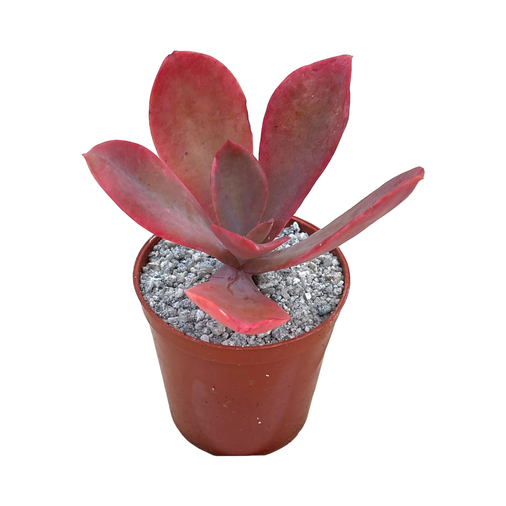 fred meyer succulents Echeveria 'Fred Wass' – Surreal Succulents