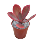 Echeveria 'Fred Wass'