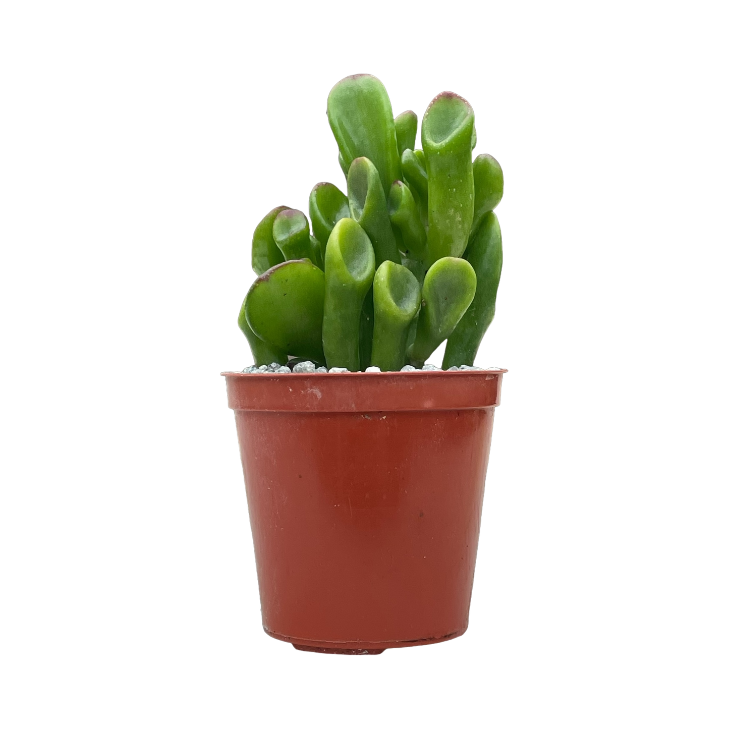 Crassula ovata 'Hobbit'