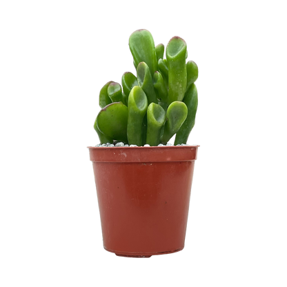 Crassula ovata 'Hobbit'