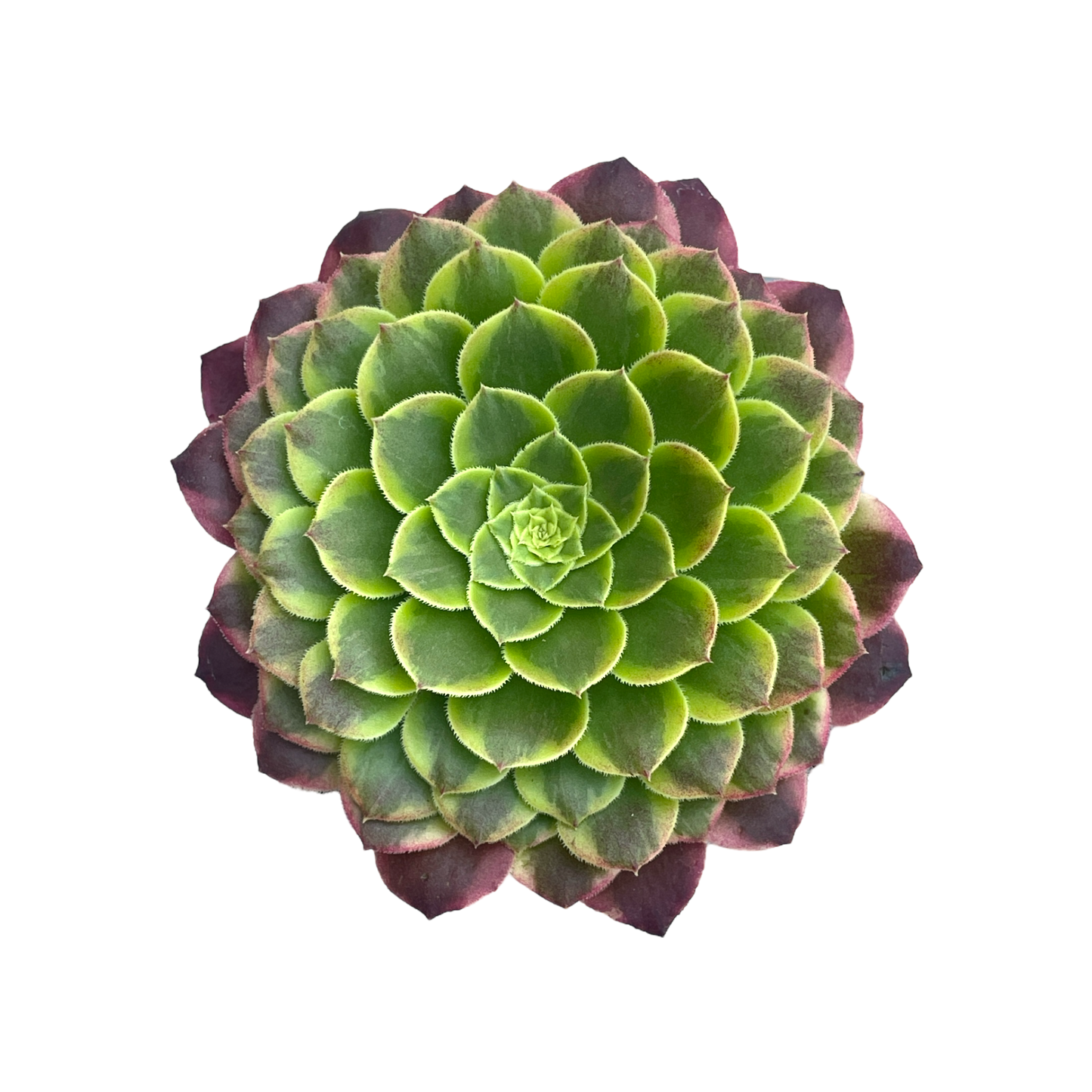 Aeonium 'Fiesta'