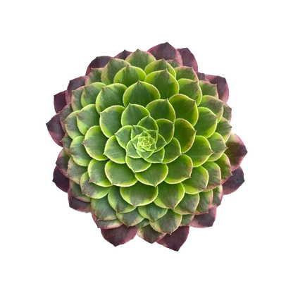 Aeonium 'Fiesta'