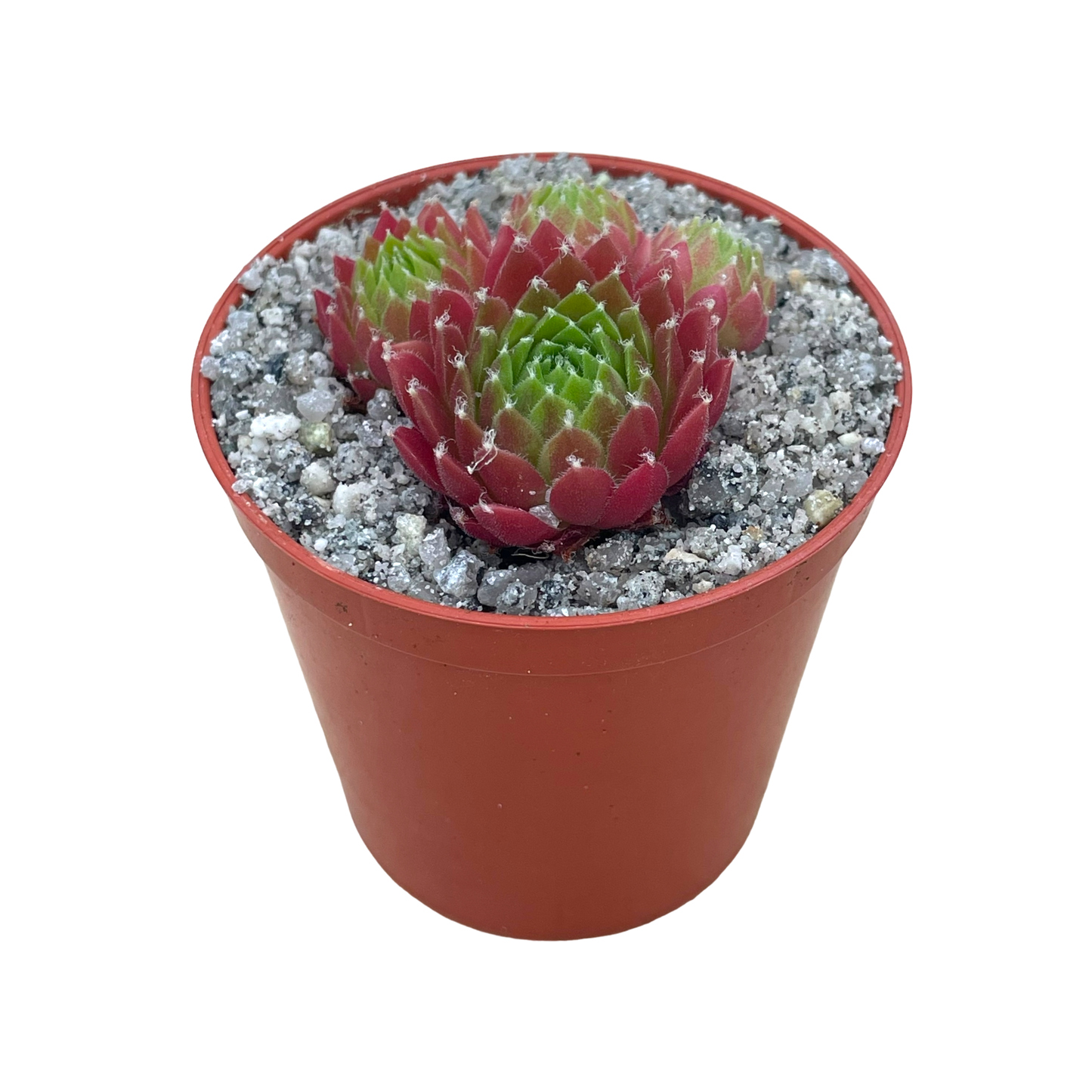 Sempervivum 'Silver Kenovel'