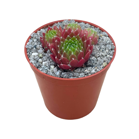 Sempervivum 'Silver Kenovel'