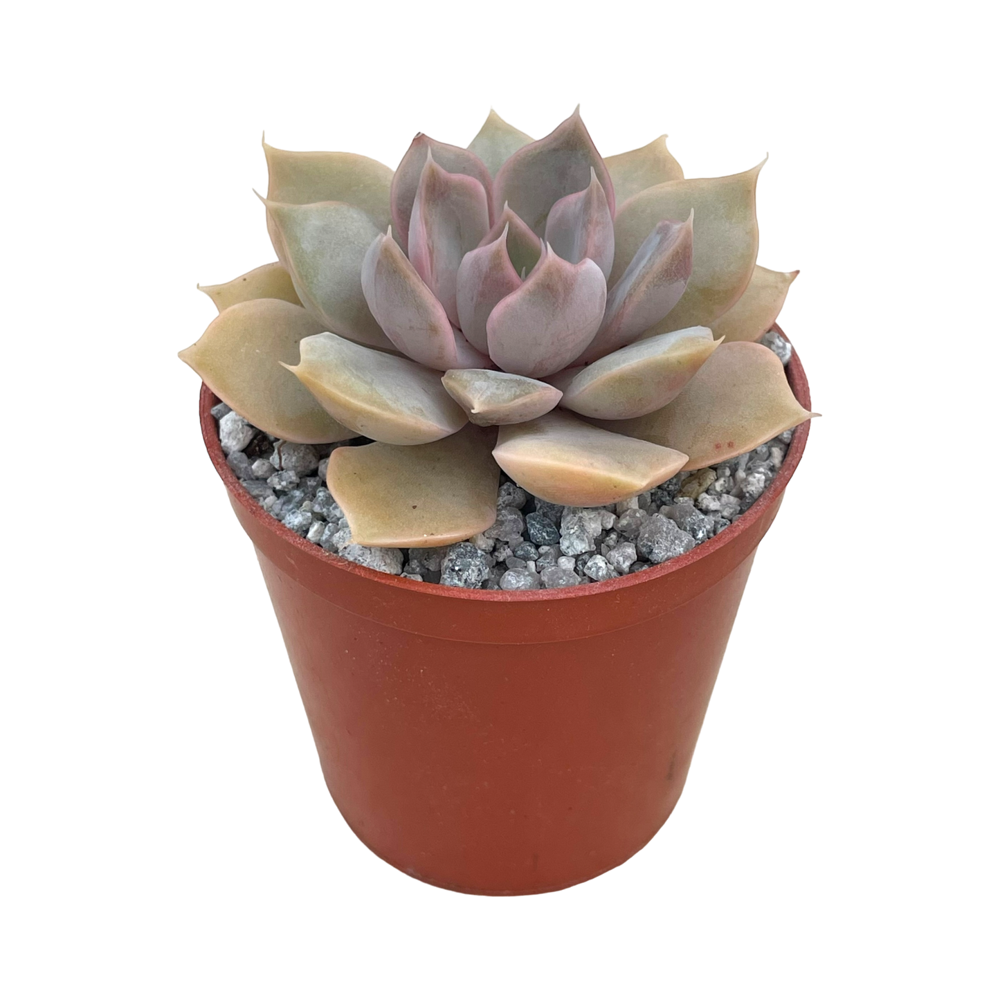 Echeveria 'Mensa'