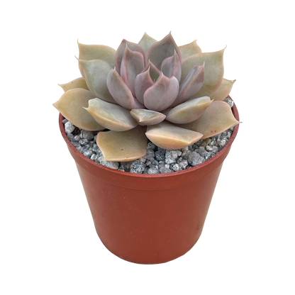 Echeveria 'Mensa'