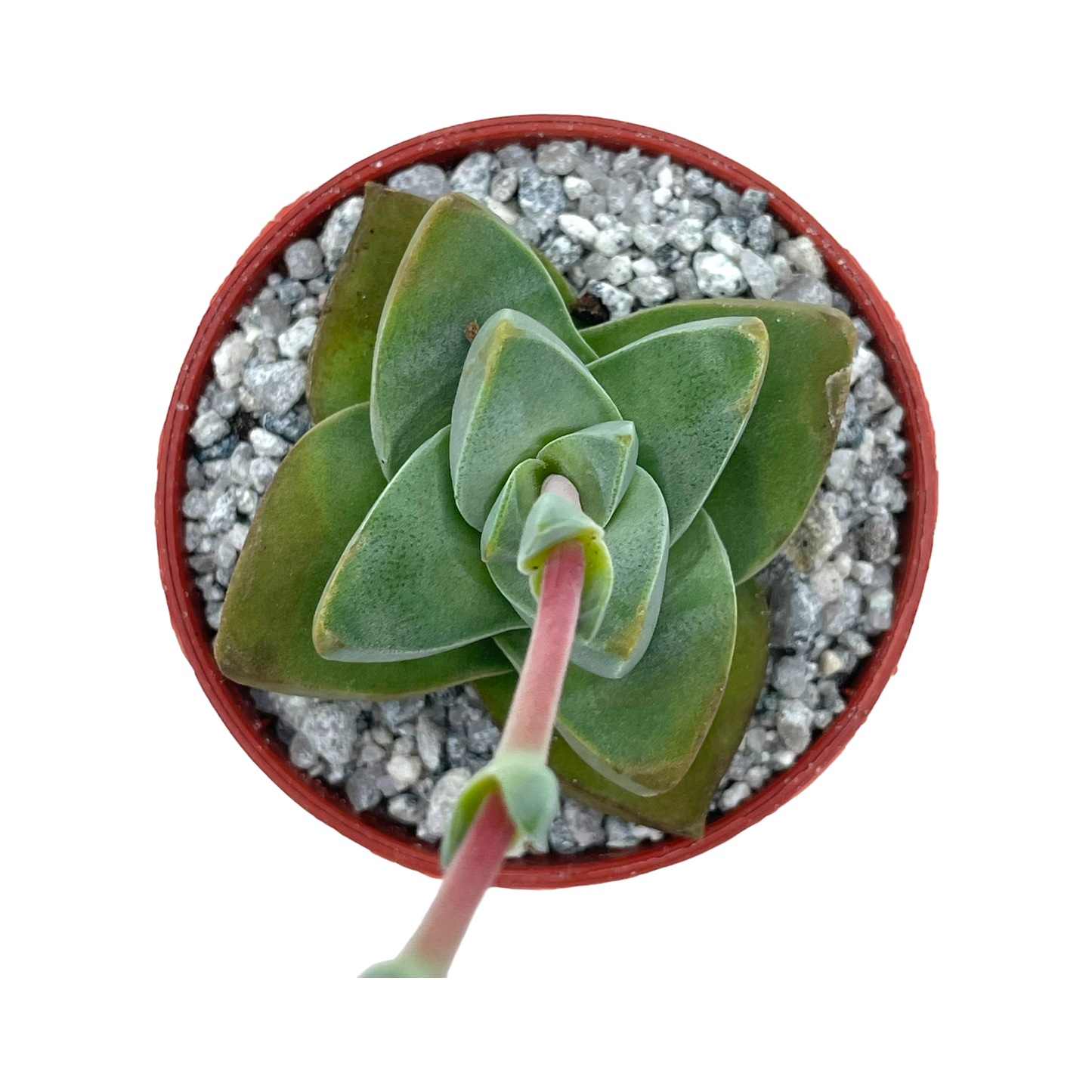 Crassula 'Moonglow'