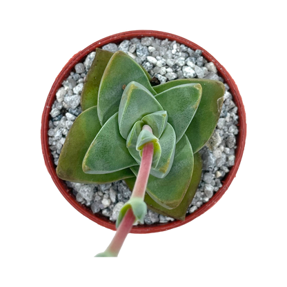 Crassula 'Moonglow'